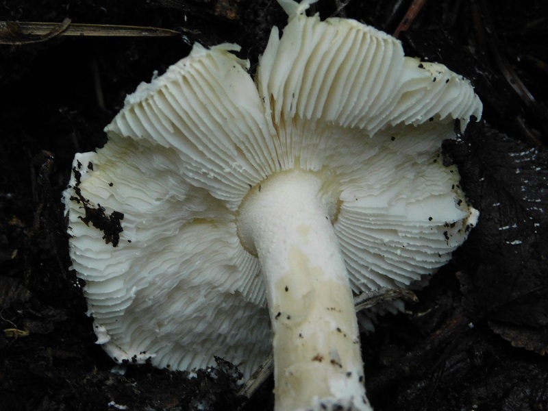 8)Fotogr.il 31.01.2020 sotto pineta marina con Leccio