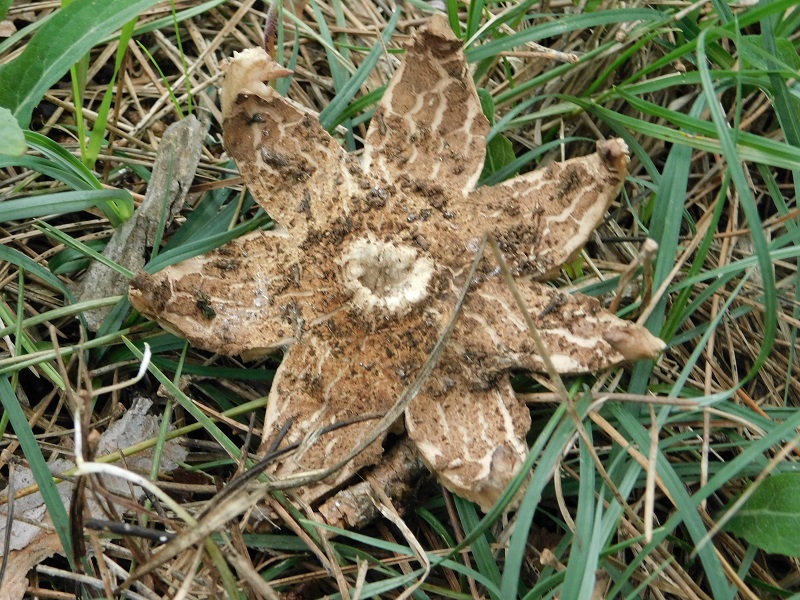 9)Fotogr.il 31.01.2020 sotto pineta marina con Leccio