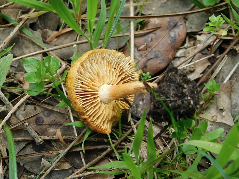 10)Fotogr.il 31.01.2020 sotto pineta marina con Leccio ultimo del 31.01