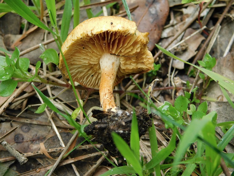 10)Fotogr.il 31.01.2020 sotto pineta marina con Leccio ultimo del 31.01