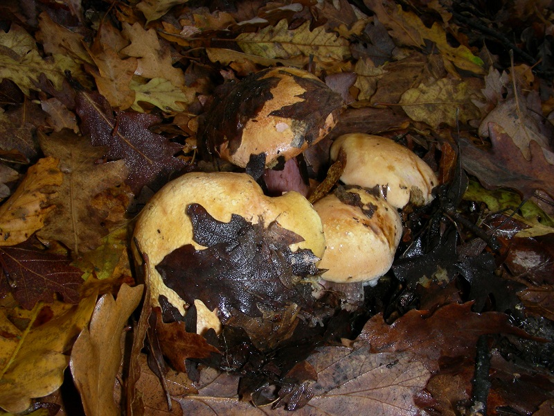 Da determinare bosco misto di latifoglia 480 mt.s.l.m