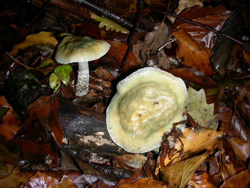 1 Da determinare bosco misto di latifoglia 480 mt.s.l.m.