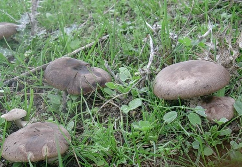 20 Da determinare trovato su prato collinare