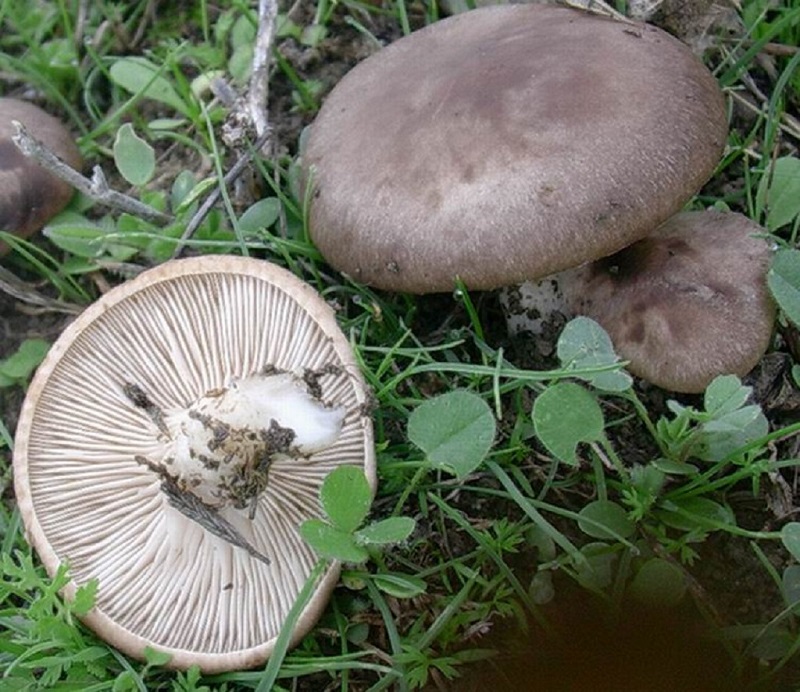 20 Da determinare trovato su prato collinare