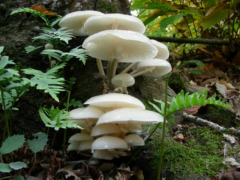 21 Da determinare bosco misto di latifoglia mt 480 s.l.m.