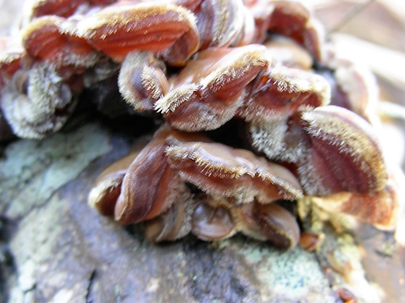 24 Da determinare bosco di Quercia 350 mt s.l.m.