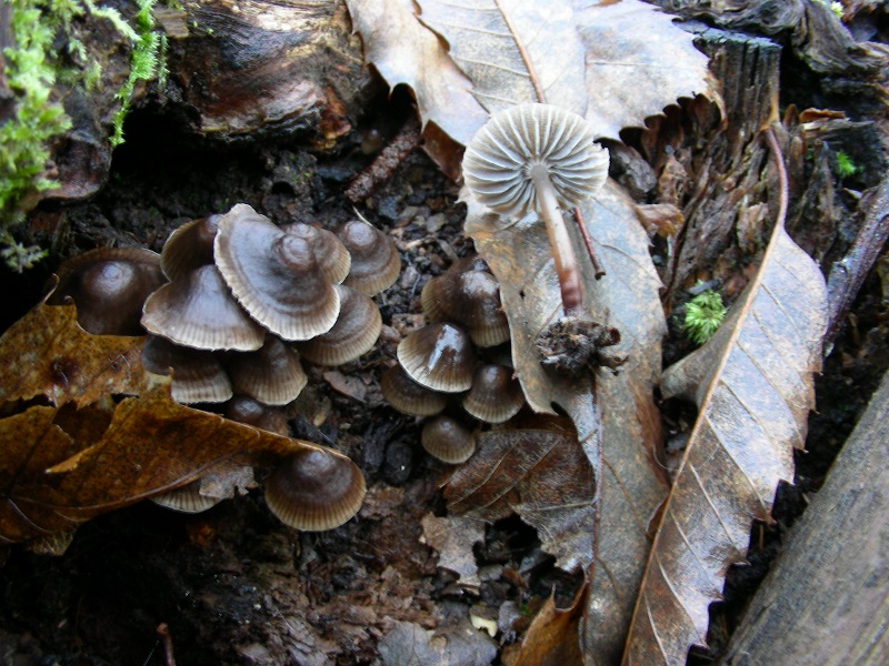 25 Da determinare  bosco di Castagno 260 mt s.l.m