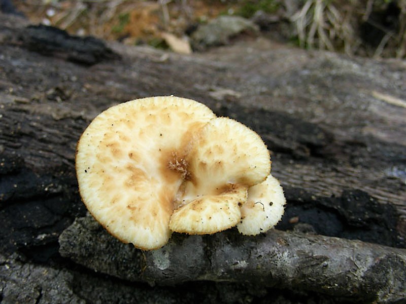 26 Da determinare bosco di Quercia 350 mt s.l.m