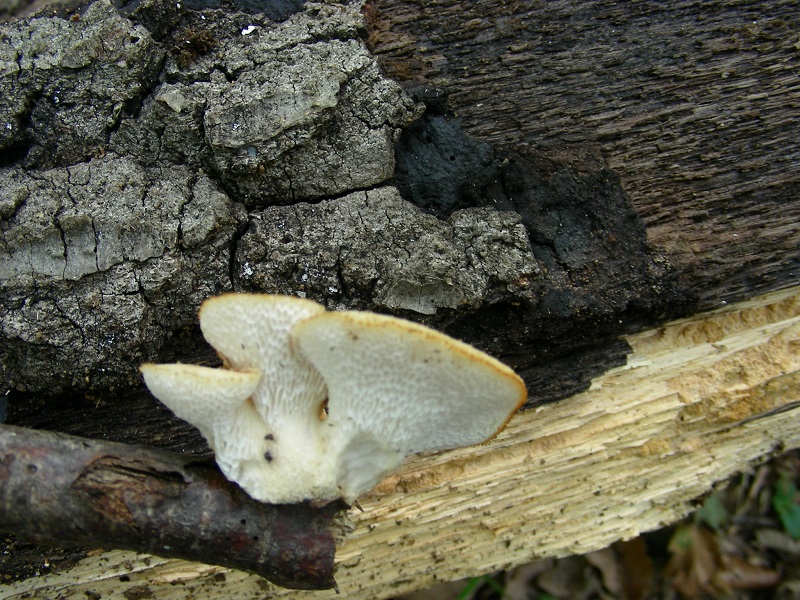 26 Da determinare bosco di Quercia 350 mt s.l.m