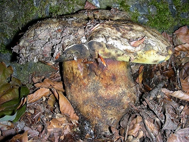 27 Da detrminare bosco di Quercia mt 350 s.l.m.
