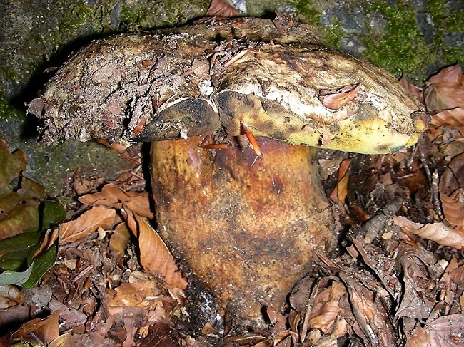27 Da detrminare bosco di Quercia mt 350 s.l.m.