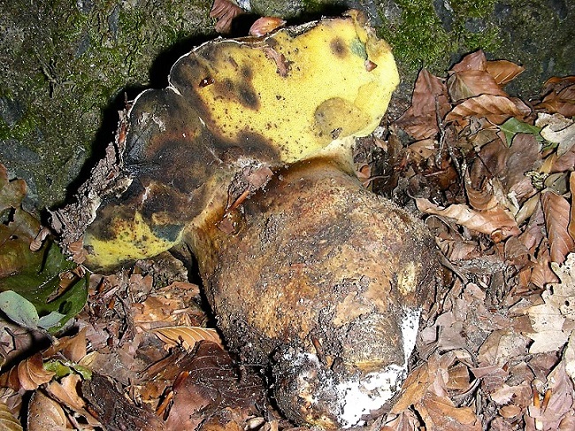 27 Da detrminare bosco di Quercia mt 350 s.l.m.