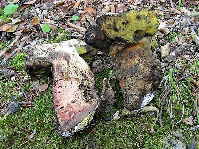 27 Da detrminare bosco di Quercia mt 350 s.l.m.
