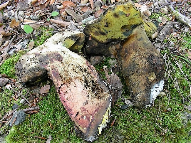 27 Da detrminare bosco di Quercia mt 350 s.l.m.