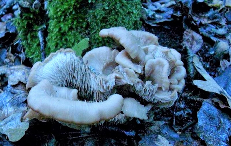 29 Da determinare bosco misto di latifoglia 530 mt s.l.m.