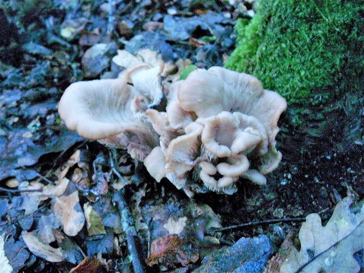 29 Da determinare bosco misto di latifoglia 530 mt s.l.m.