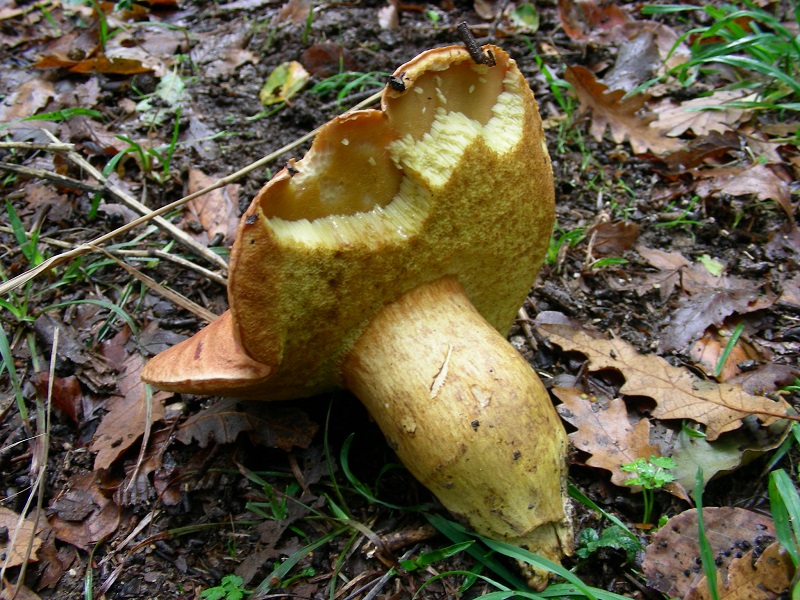 10 Da determinare bosco misto di latifoglia 280 mt s.l.m.