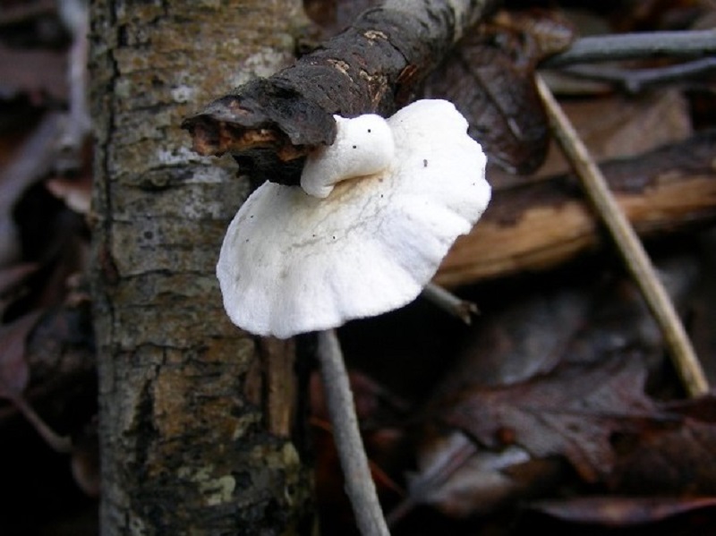 43 Da determinare bosco misto di latifoglia 10 mt s.l.m.