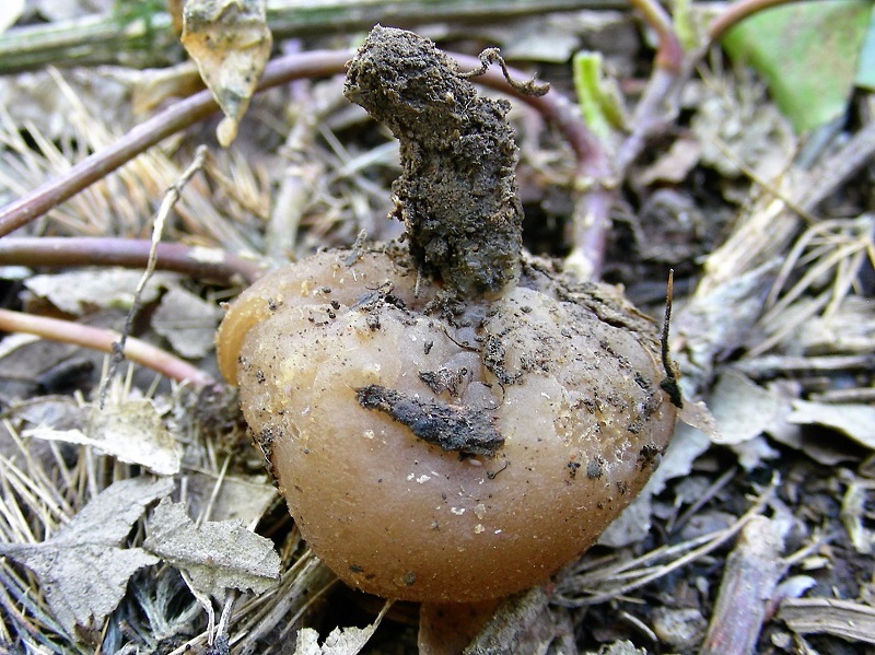 52 Da determinare bosco misto di latifoglia 550mt s.l.m.