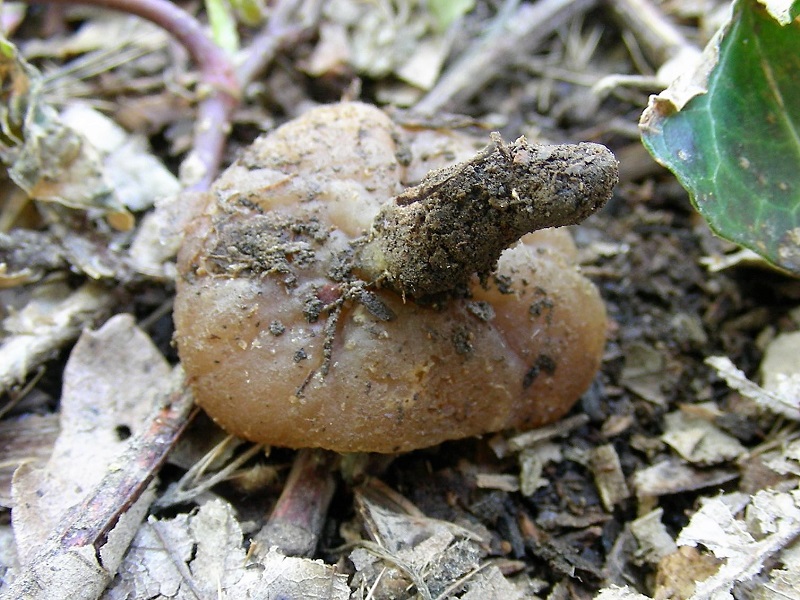 52 Da determinare bosco misto di latifoglia 550mt s.l.m.