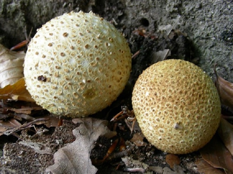 54 Da determinare bosco misto di latifoglia 550 mt.s.l.m