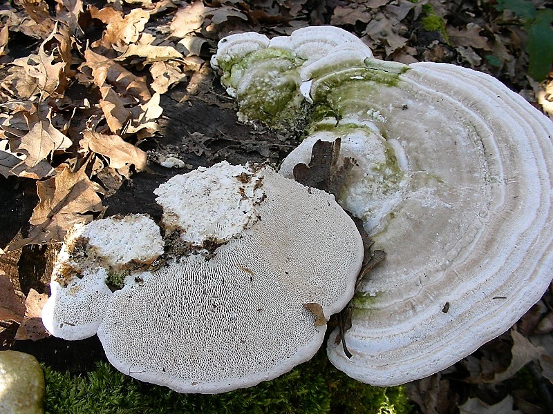 33 Da determinare bosco di Quercia 350 mt s.l.m.