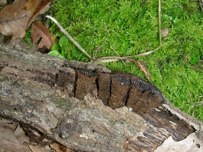 34 Da determinare bosco di Quercia 350 mt s.l.m.