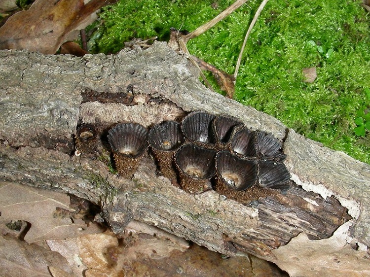 34 Da determinare bosco di Quercia 350 mt s.l.m.