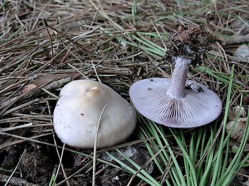 72 Da determinare pineta marina