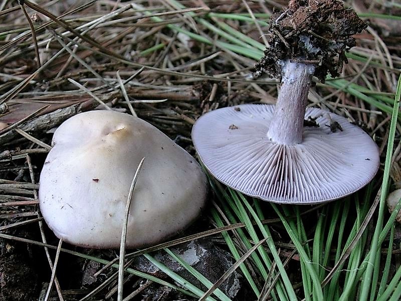 72 Da determinare pineta marina