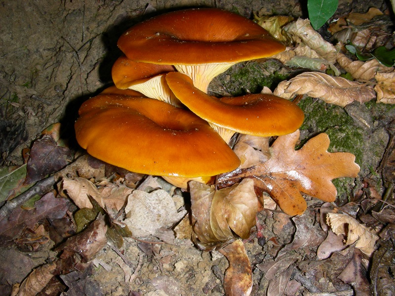 75 Da determinare bosco misto di latifoglia 700 mt s.l.m