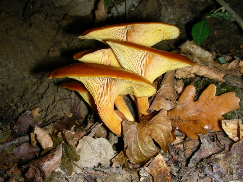 75 Da determinare bosco misto di latifoglia 700 mt s.l.m
