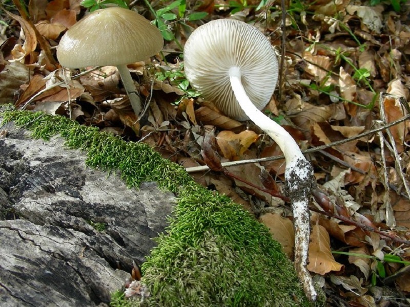 76 Da determinare bosco mistodi latifoglia 700 mt s.l.m