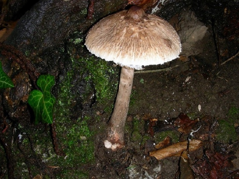 77 Da determinare bosco misto di latifoglia 530  mt s.l.m.
