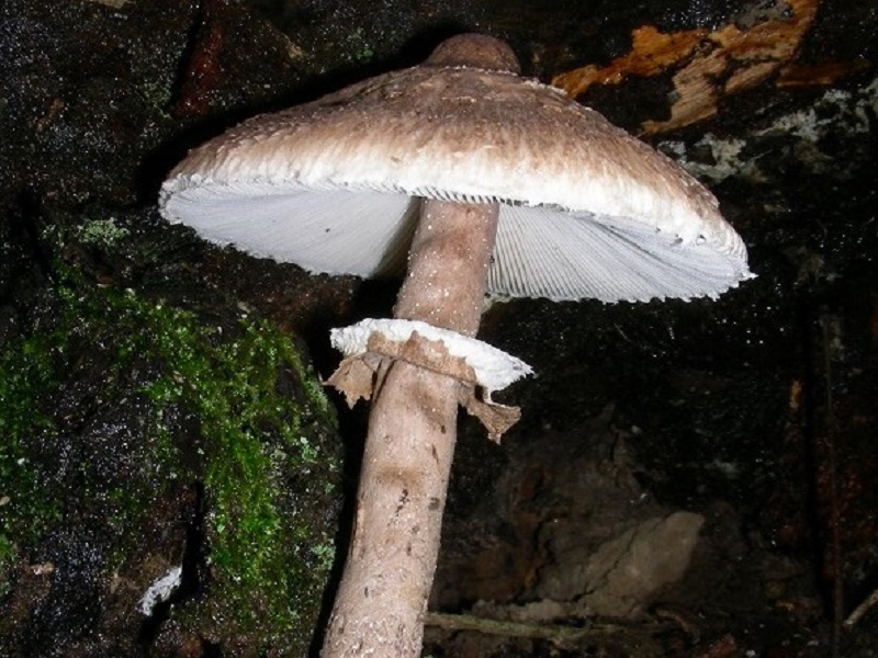 77 Da determinare bosco misto di latifoglia 530  mt s.l.m.