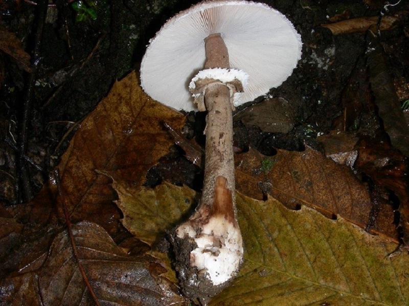 77 Da determinare bosco misto di latifoglia 530  mt s.l.m.