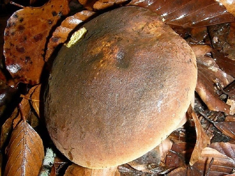 78 Da determinare bosco misto di latifoglia 530 mt s.l.m