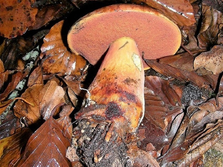 78 Da determinare bosco misto di latifoglia 530 mt s.l.m