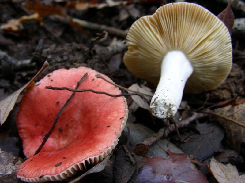 60 Da determinare pineta marina con Leccio