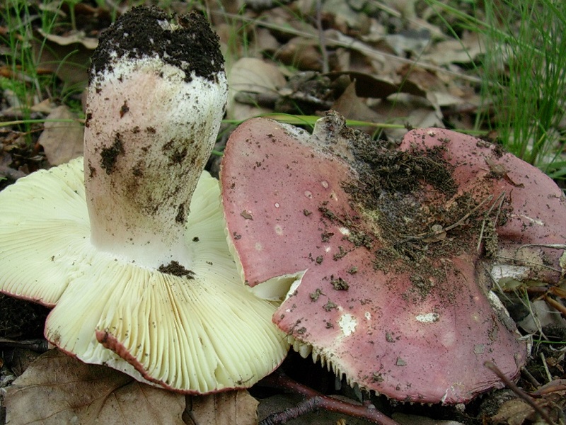 62 Da determinare bosco misto di latifoglia 530 mt s.l.m