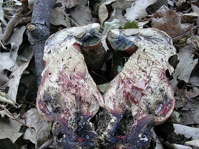 65 Da determinare bosco misto di latifoglia 400 mt s.l.m.