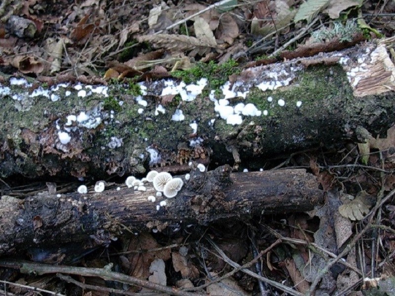 87 Da determinare bosco misto di latifoglia lignicolo 580 mt s.l.m