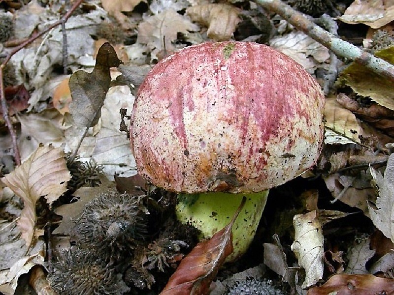 96 Da determinare bosco misto di latifoglia 530 mt s.l.m