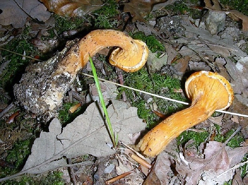 130 Da determinare bosco misto di latifoglia 480 m s.l.m