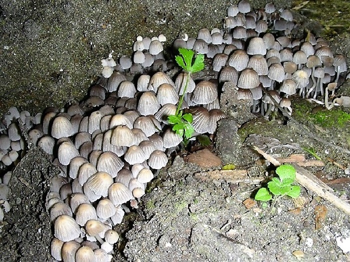 147 Da determinare bosco misto aghifoglia e latifoglia 70 m s.l.m