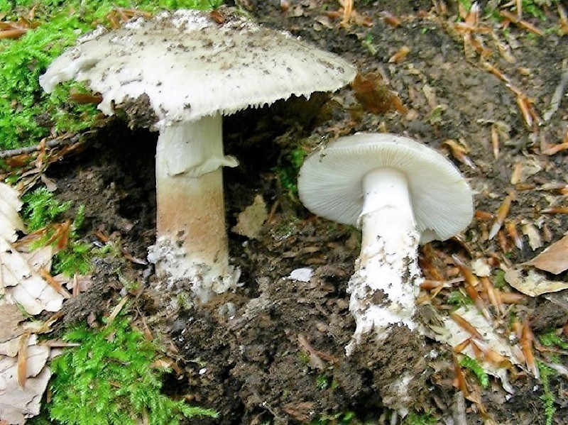 135 Da determinare bosco misto di latifoglia 530 m s.l.m