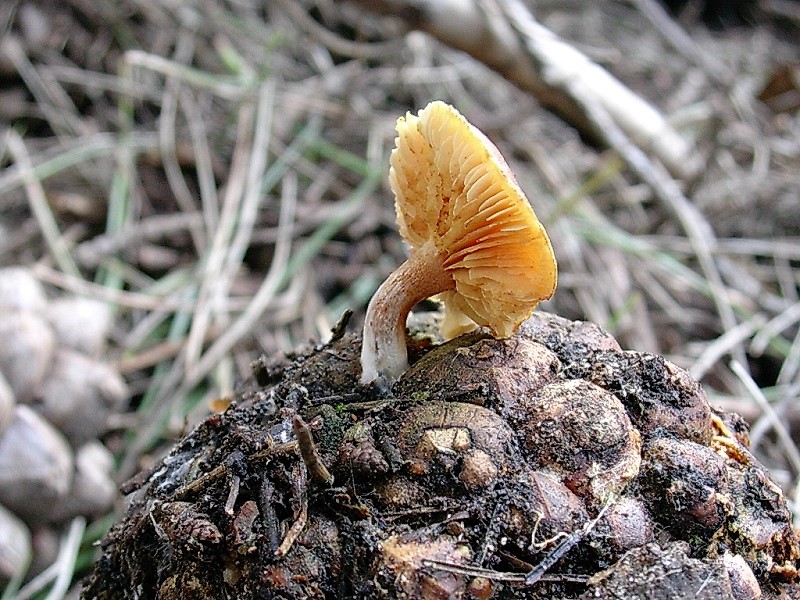 150 Da determinare fotografato sotto pineta marina