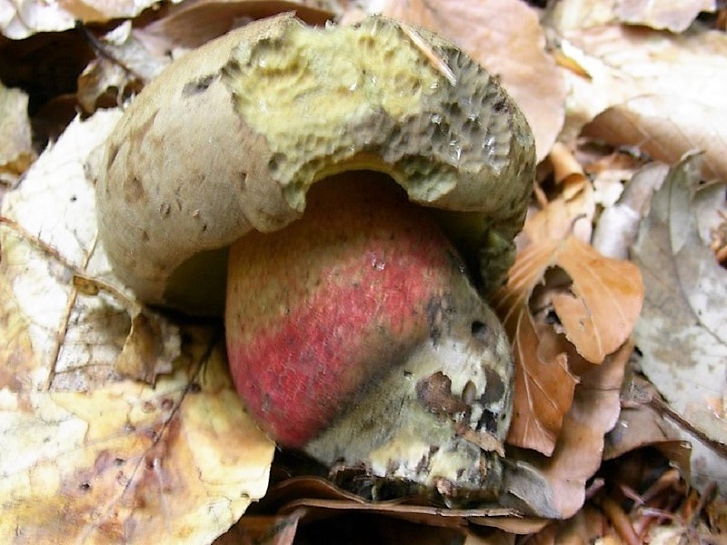 136 Da determinare bosco misto di latifoglia 530 m s.l.m