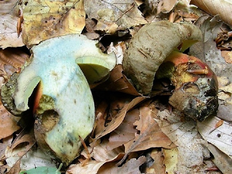 136 Da determinare bosco misto di latifoglia 530 m s.l.m
