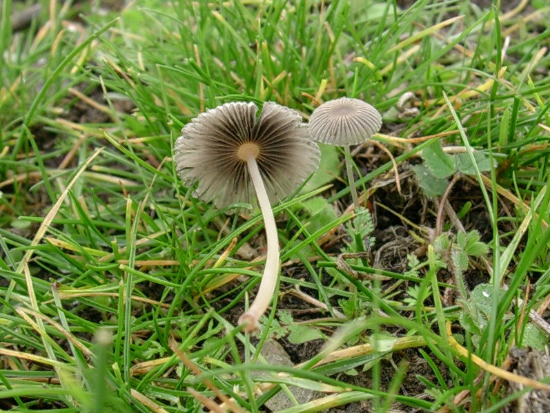 497 Novembre vecchio ritrovamento